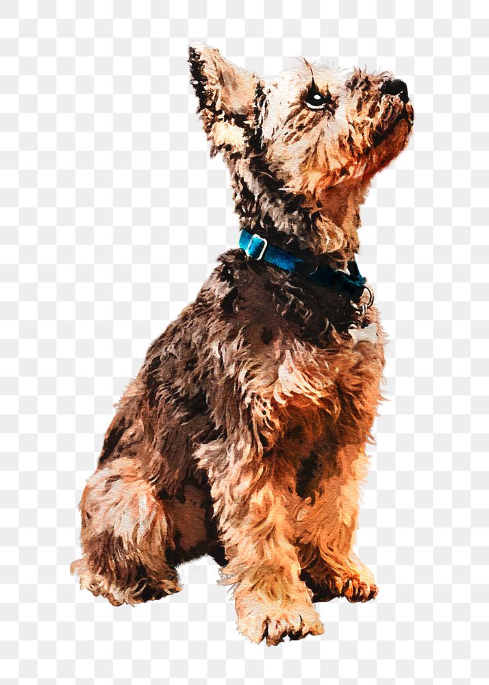 Schnauzer dog png illustration on transparent background in watercolor