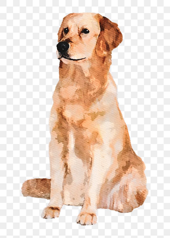 Golden retriever dog png illustration on transparent background in watercolor