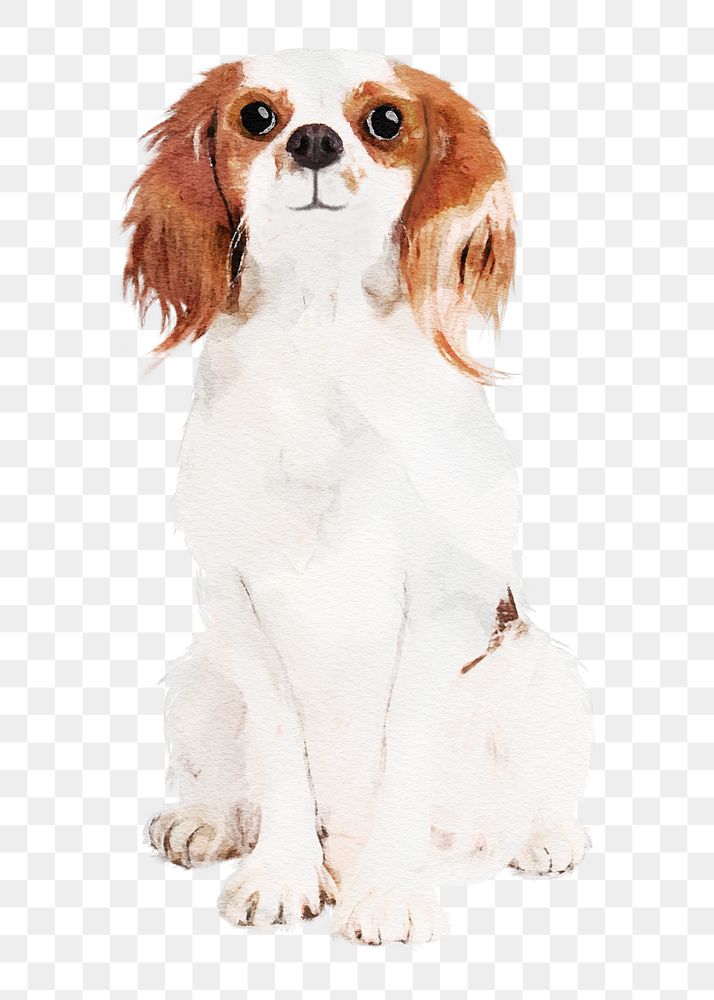 Cavalier King Charles Spaniel dog png illustration on transparent background in watercolor