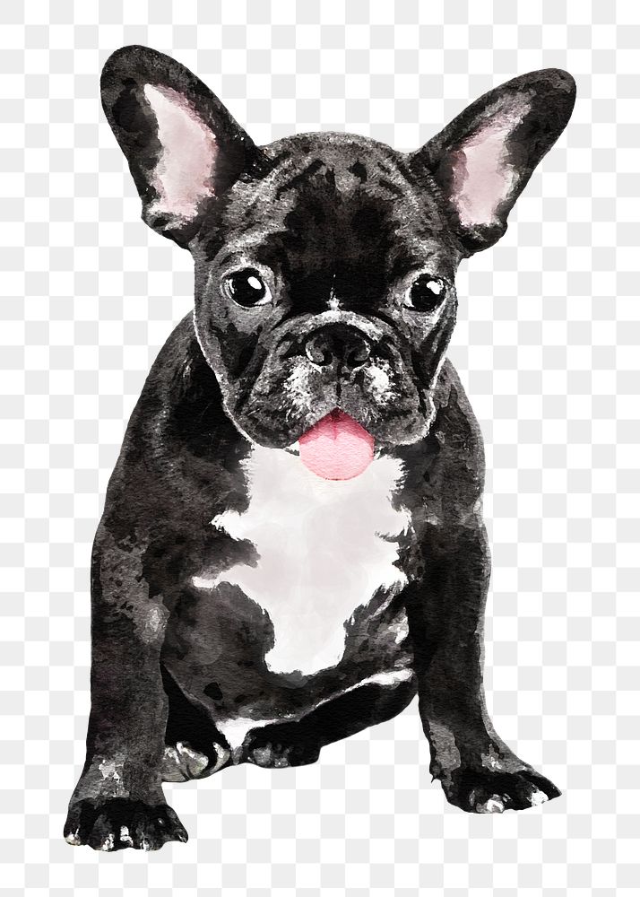 French bulldog png illustration on transparent background in watercolor