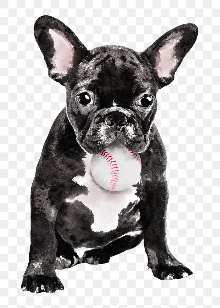 French bulldog png illustration on transparent background in watercolor with baseball ball in his mouth