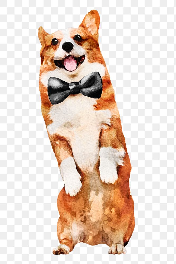 Watercolor corgi dog png illustration on transparent background in watercolor with gloves and bow tie