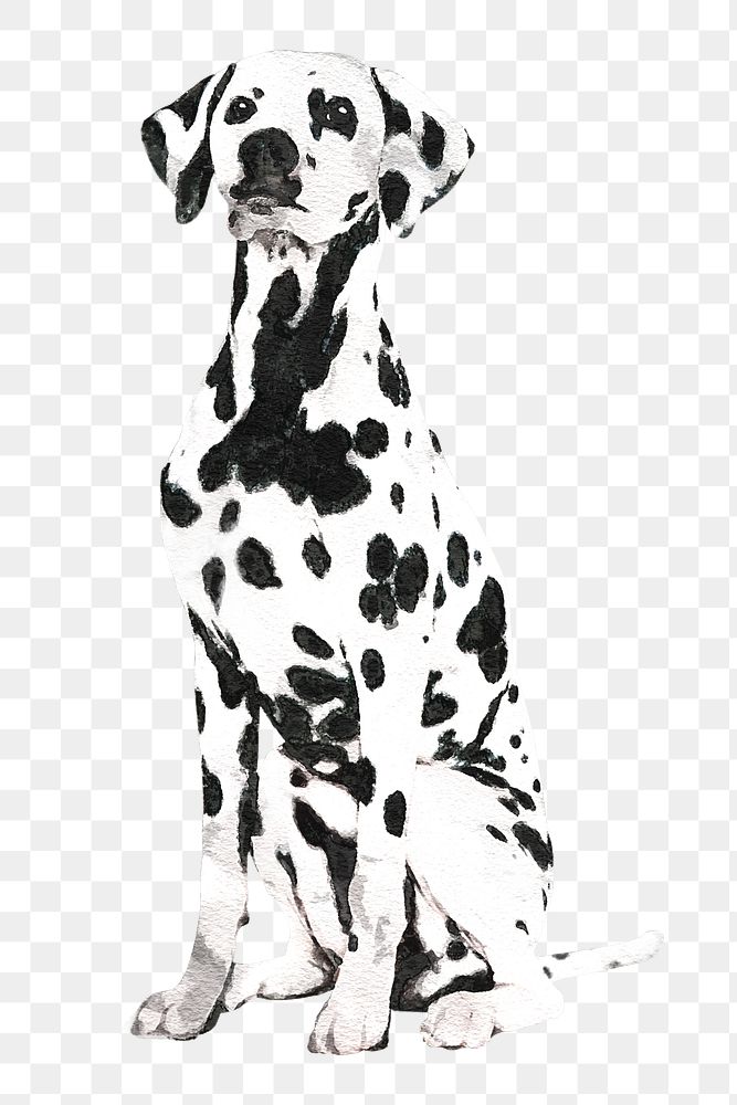 Watercolor Dalmatian dog png illustration on transparent background in watercolor