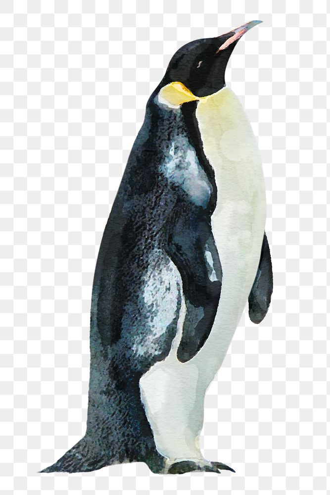 Watercolor penguin png illustration on transparent background