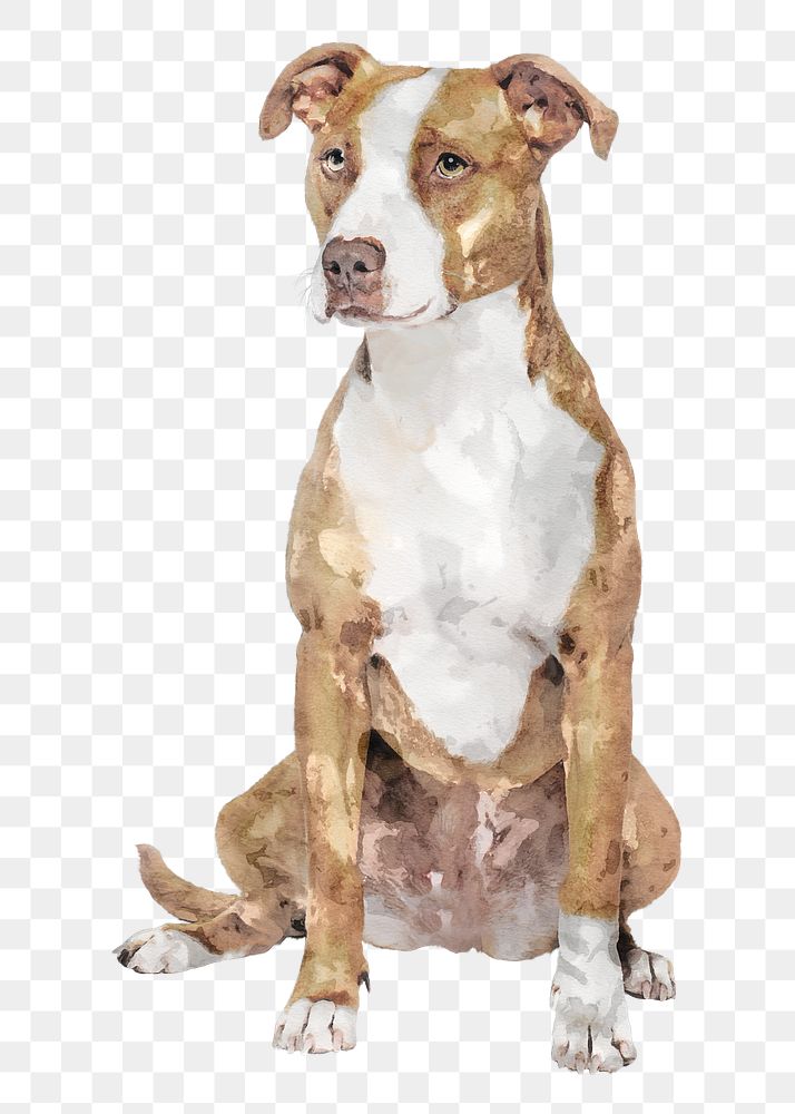 Pitbull terrier dog png illustration on transparent background in watercolor