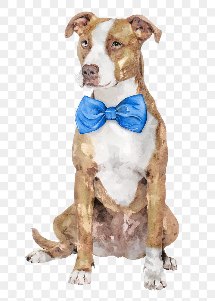 Pitbull terrier dog png illustration on transparent background in watercolor with blue bow tie