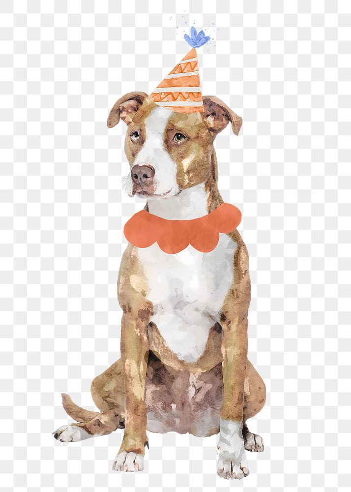 Pitbull terrier dog png illustration on transparent background in watercolor with birthday party hat & collar