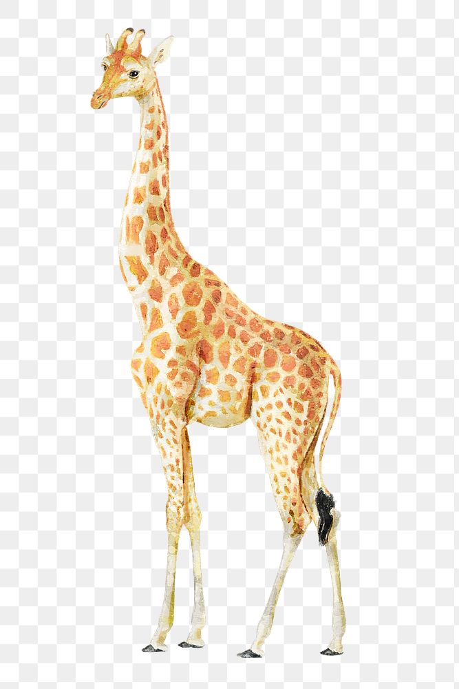 Watercolor giraffe png illustration on transparent background