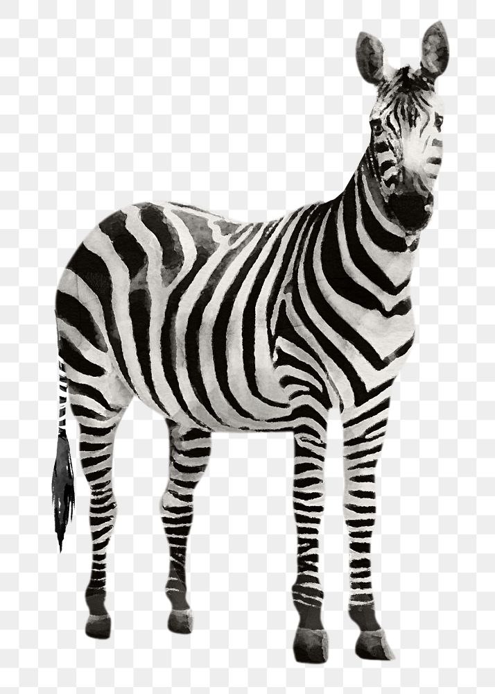 Zebra png sticker, watercolor illustration, transparent background
