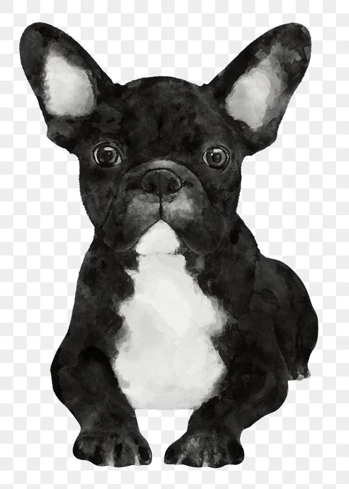 French Bulldog png sticker, watercolor illustration, transparent background