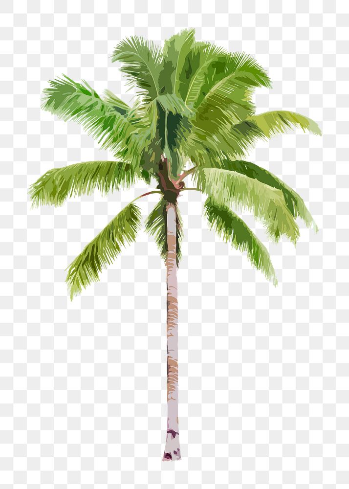 Palm tree png clipart, watercolor illustration on transparent background