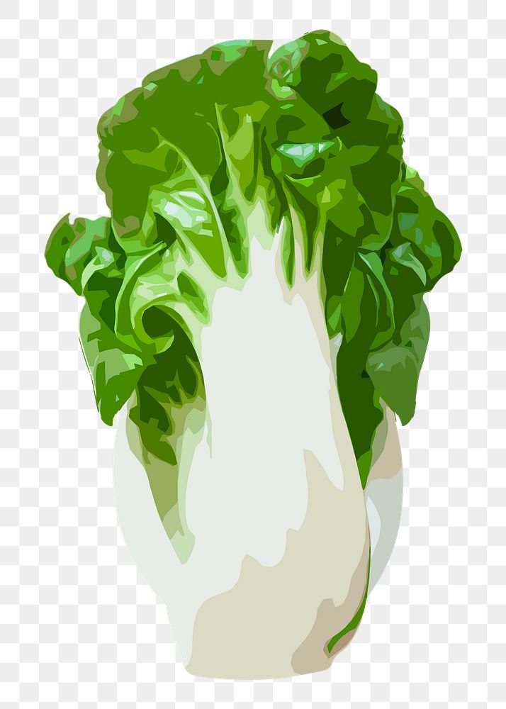 Chinese cabbage png sticker, vegetable illustration on transparent background