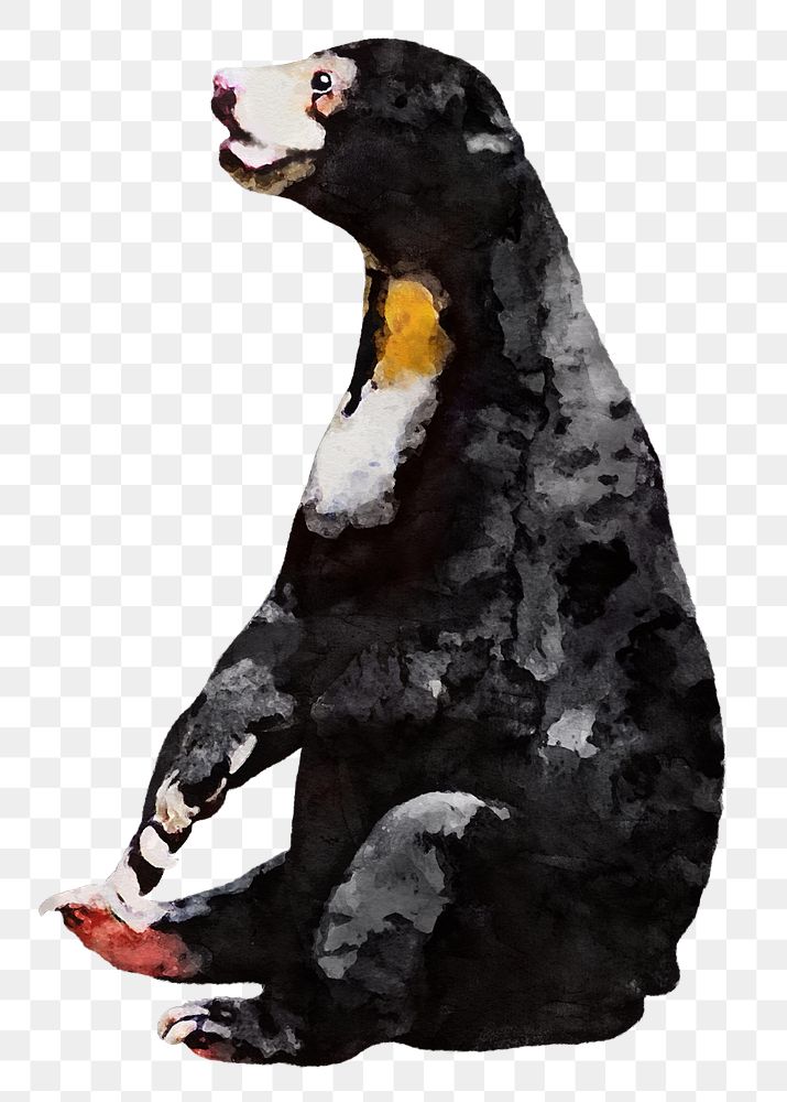 Black bear png sticker, watercolor illustration, transparent background