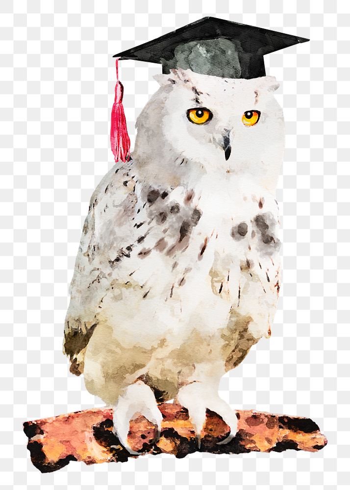 Graduation owl png sticker, watercolor illustration, transparent background