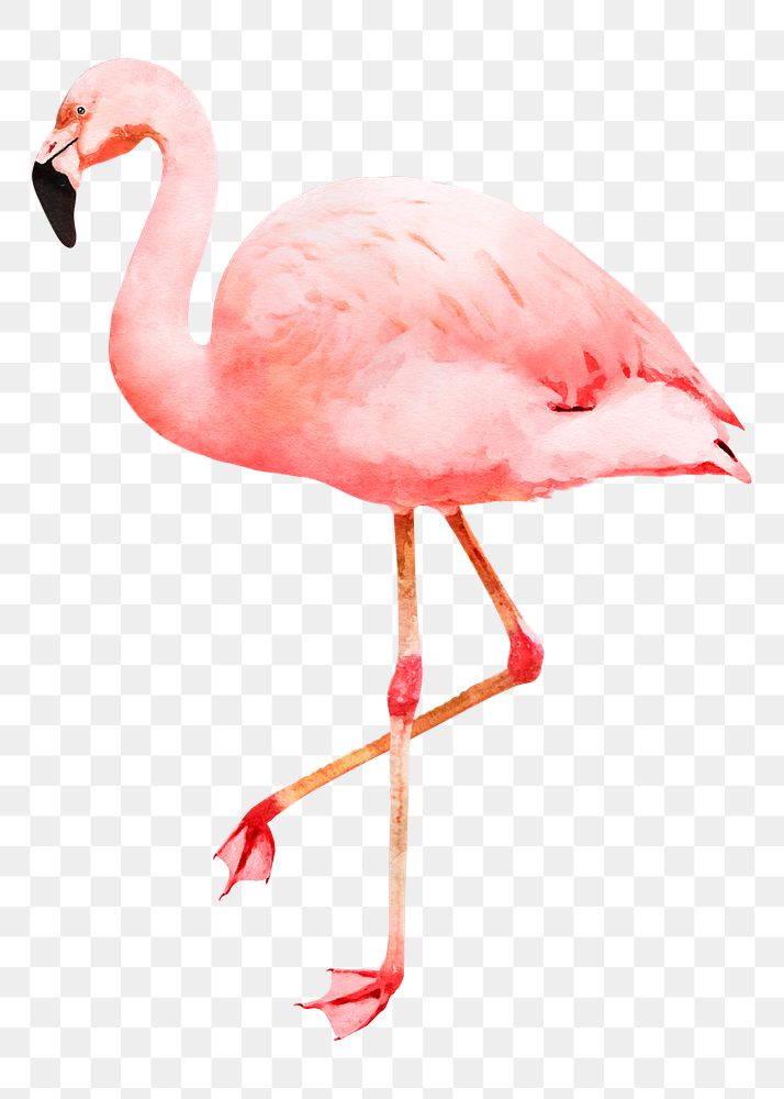 Flamingo png sticker, watercolor illustration, transparent background