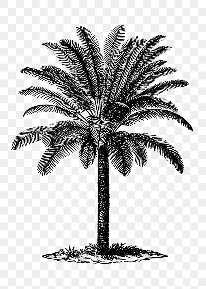 Vintage palm tree png sticker, botanical illustration on transparent background