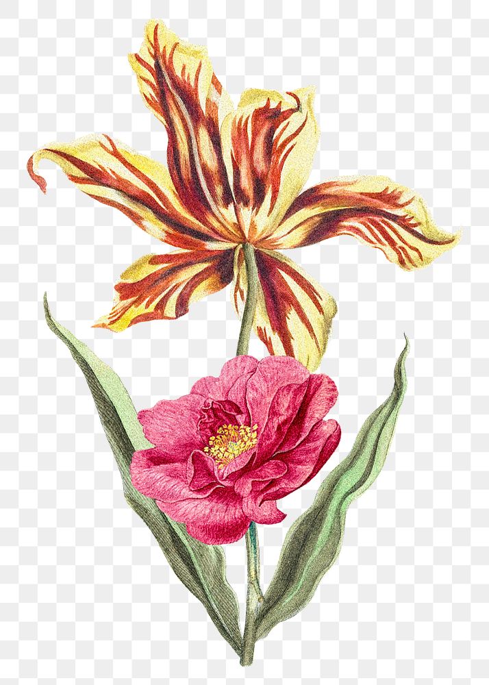 Blooming tulip, peony png clipart, vintage flower illustration on transparent background