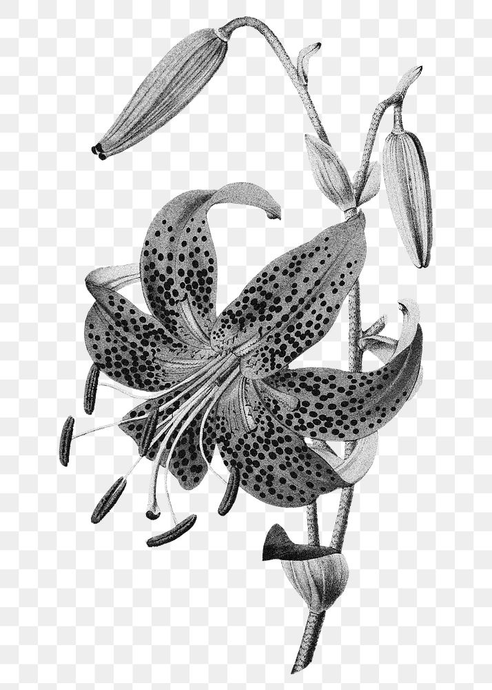 Tiger Lily png sticker, flower illustration in black and white on transparent background