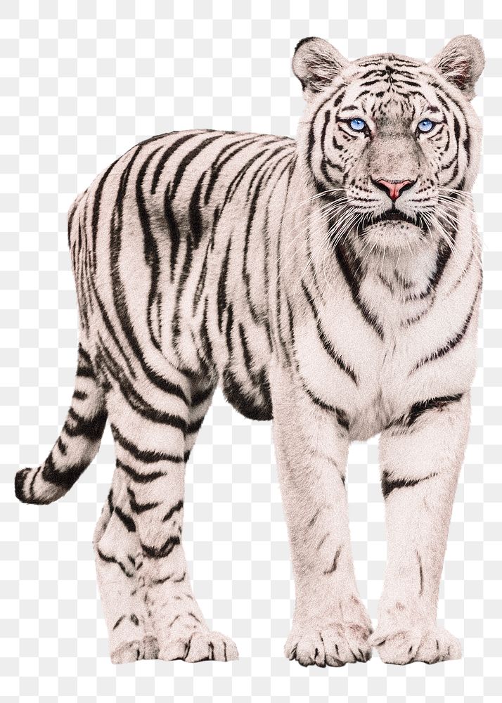 White tiger png sticker, wild animal on transparent background