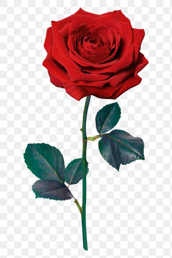 Red rose png sticker, Valentine's flower on transparent background