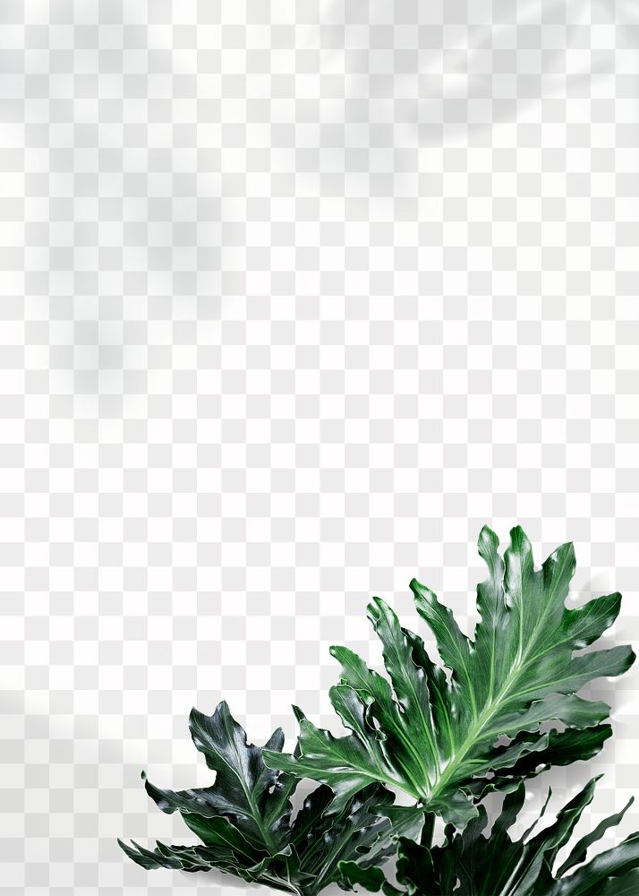 Philodendron xanadu leaf border design element