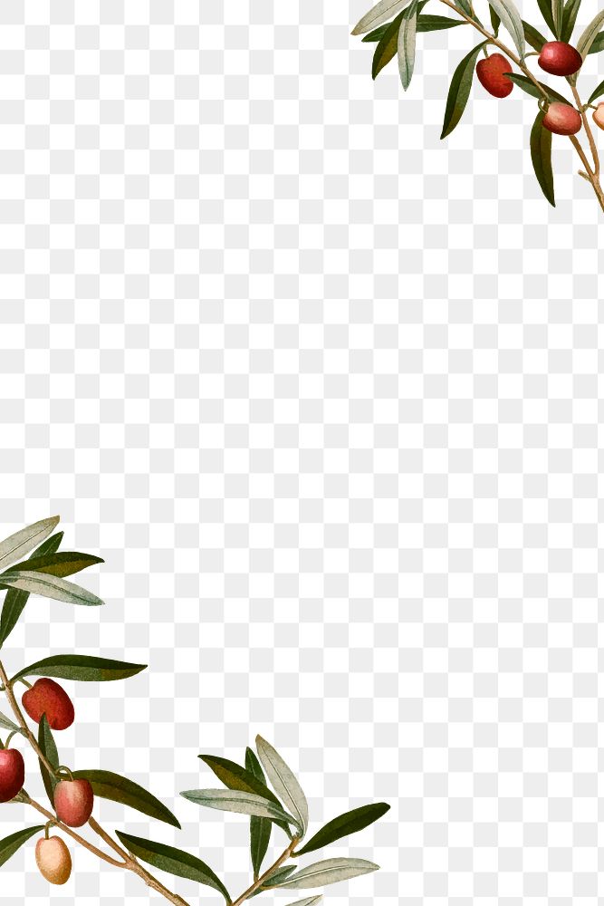 Olive branches frame png hand drawn border design space