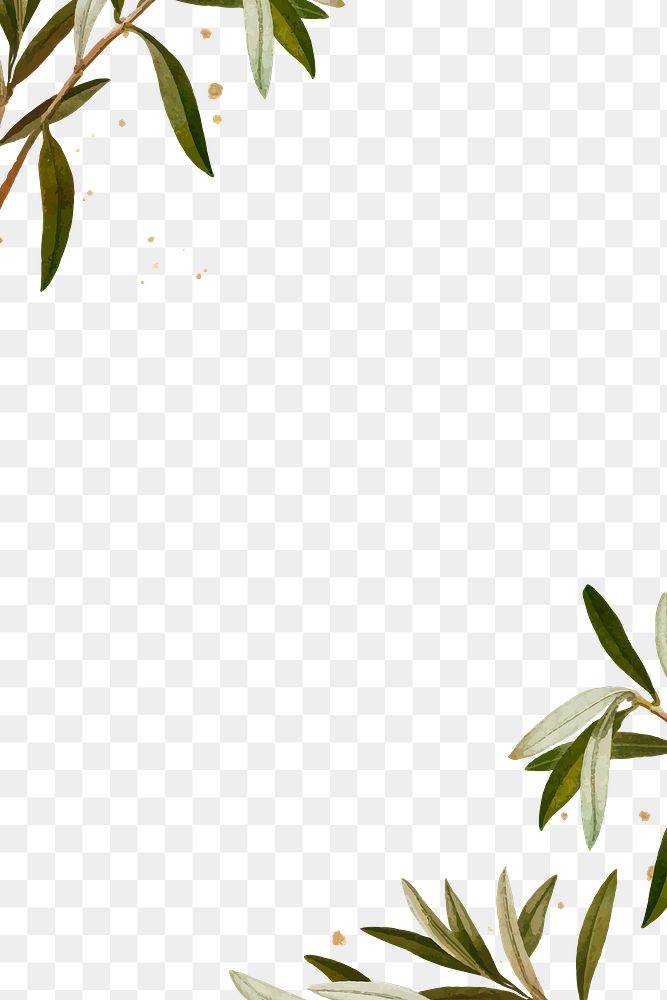 Botanical frame png olive branches pattern