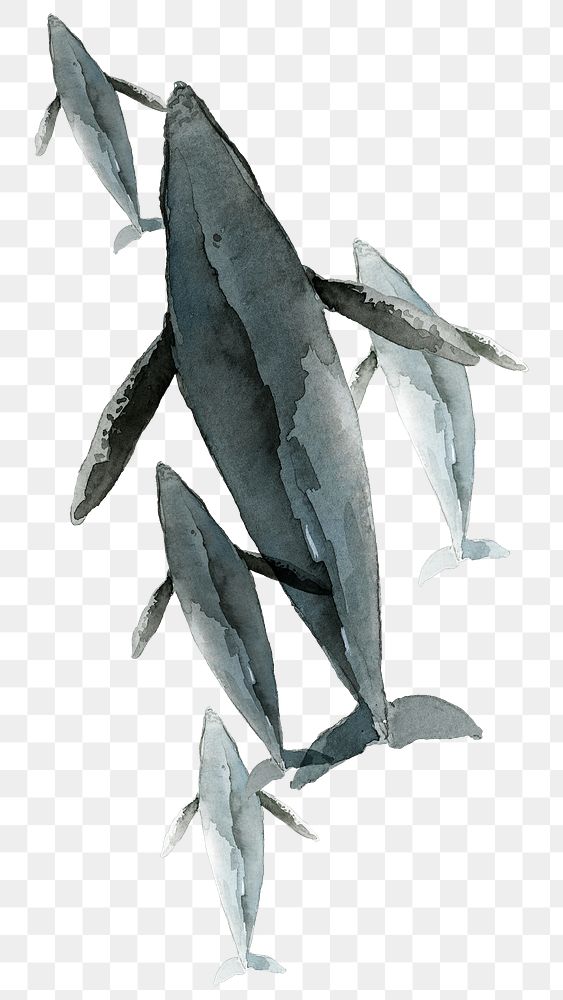 Watercolor painted whales transparent png