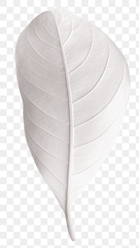 Closeup of white leaf design element