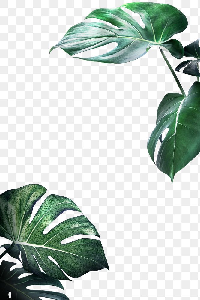 Green monstera leaves frame design element