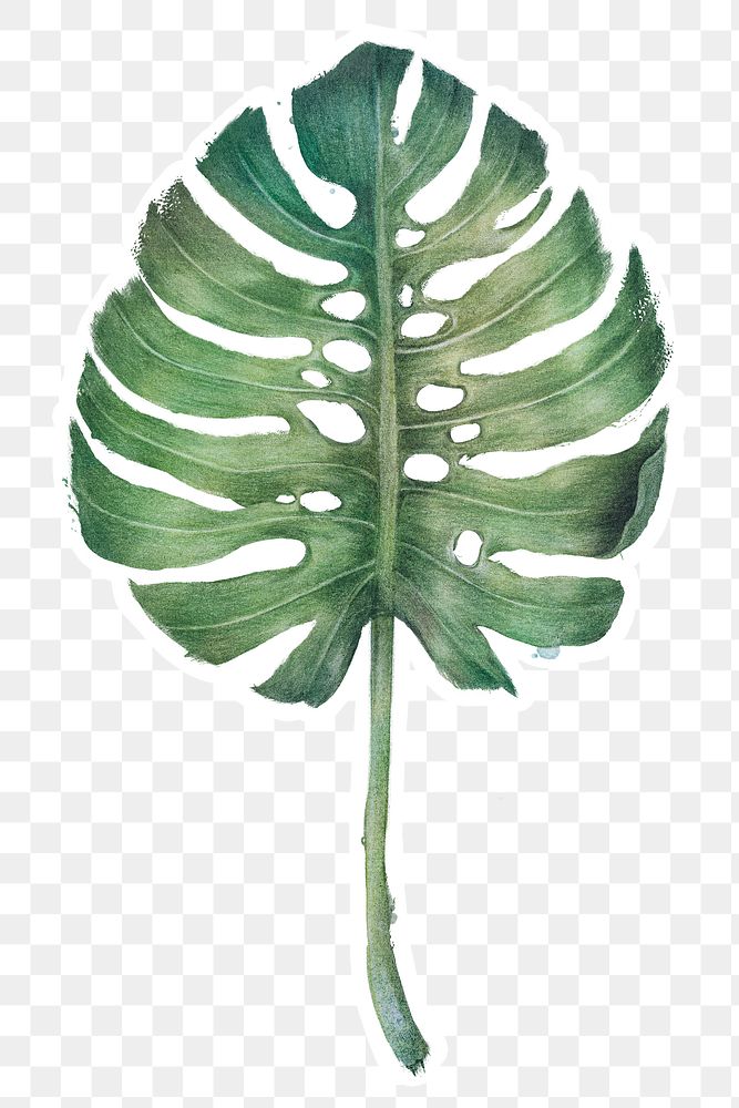Green monstera leaf watercolor style sticker overlay with white border