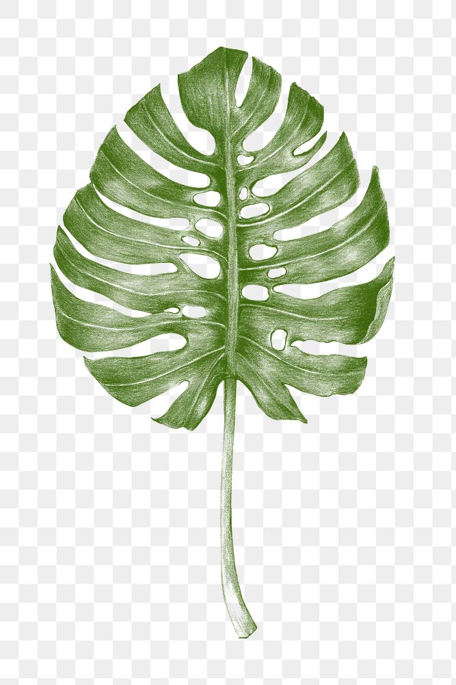 Green hand colored monstera leaf | Premium PNG Sticker - rawpixel