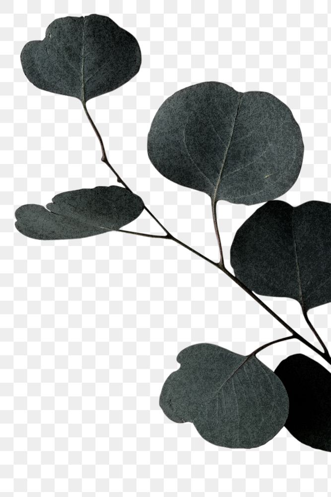 Png silver dollar eucalyptus branch