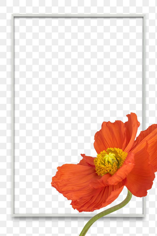 Closeup of red poppy flower frame design element