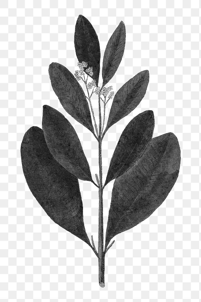Vintage black jamaica pepper leaf png illustration sticker