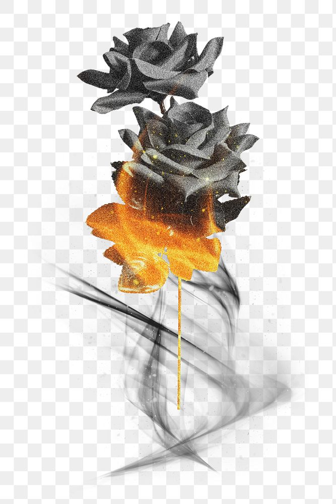 Png burning black rose transparent