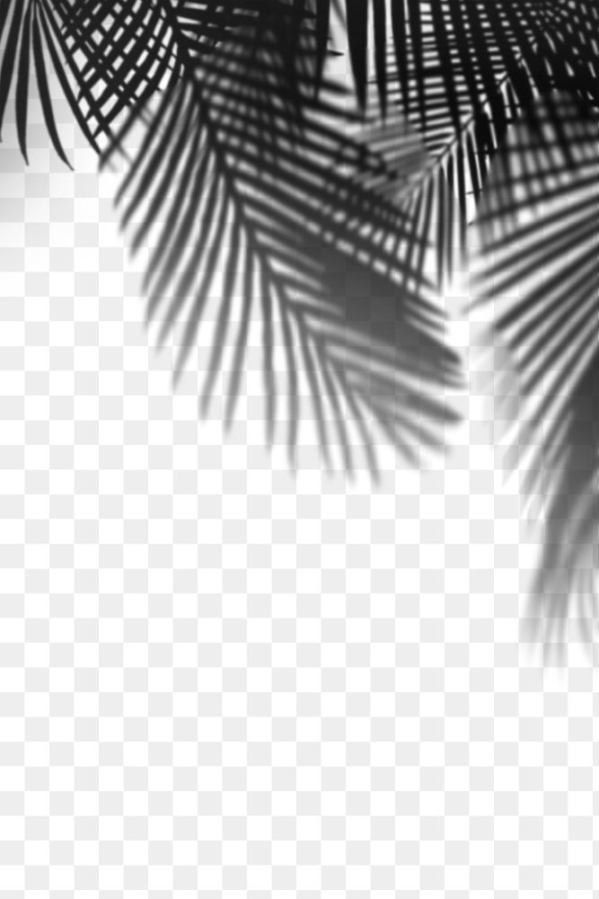 PNG palm tree shadow design Premium PNG rawpixel