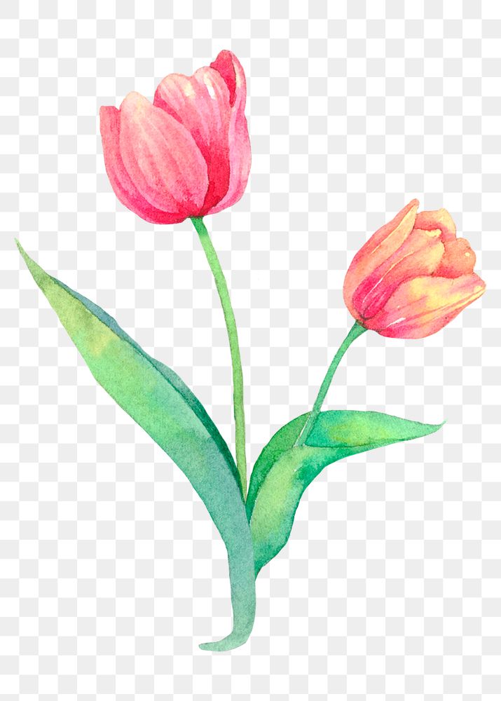 Png Easter tulip design element watercolor illustration