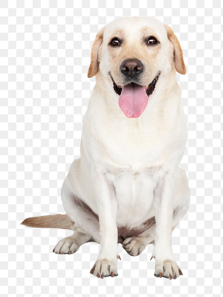 Cute png dog sticker, Labrador Retriever collage element on transparent background