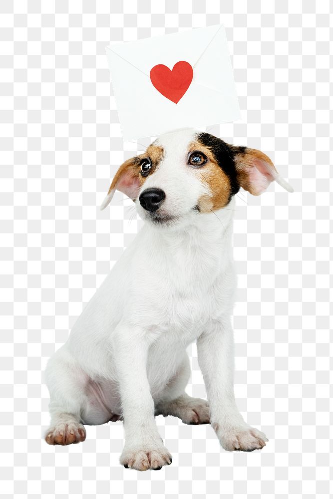 Christmas puppy png sticker, cute Jack Russell Terrier on transparent background