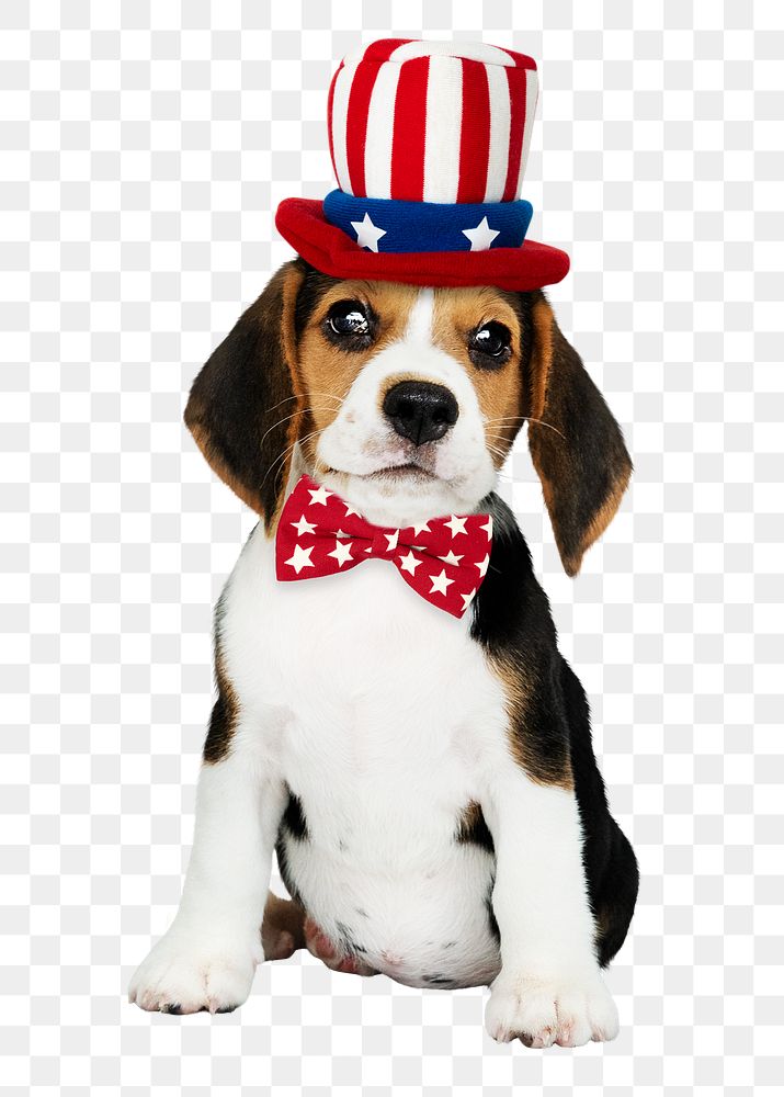 Beagle png sticker, uncle Sam costume, cute puppy collage element on transparent background