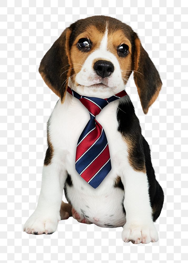 Business puppy png sticker, Beagle pet on transparent background