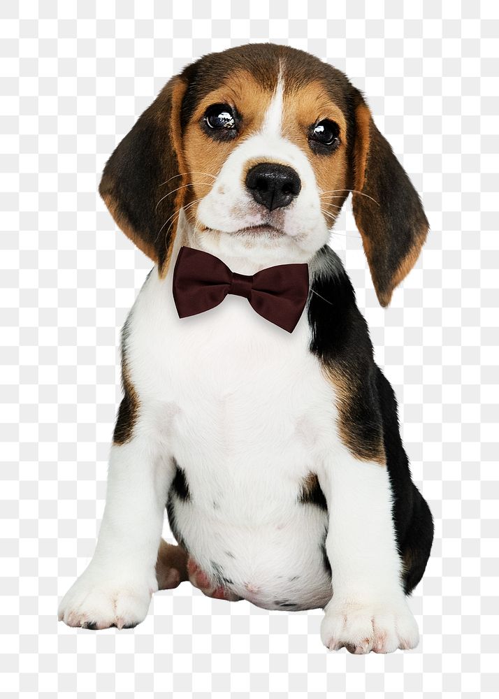 Cute puppy png sticker, Beagle pet on transparent background