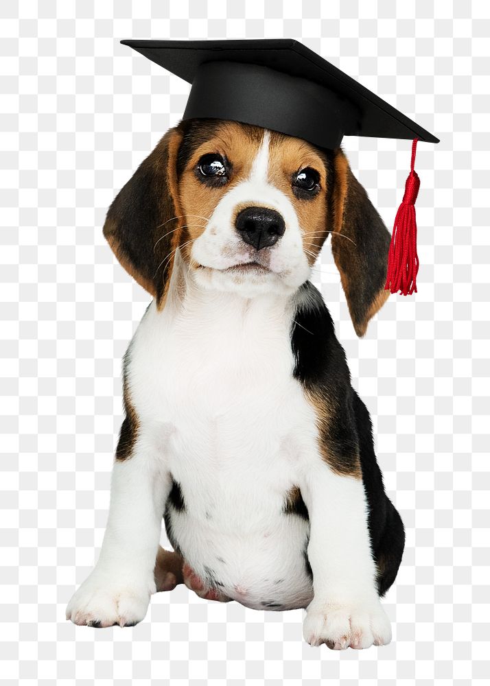 Puppy png sticker, wearing graduation hat, cute collage element on transparent background