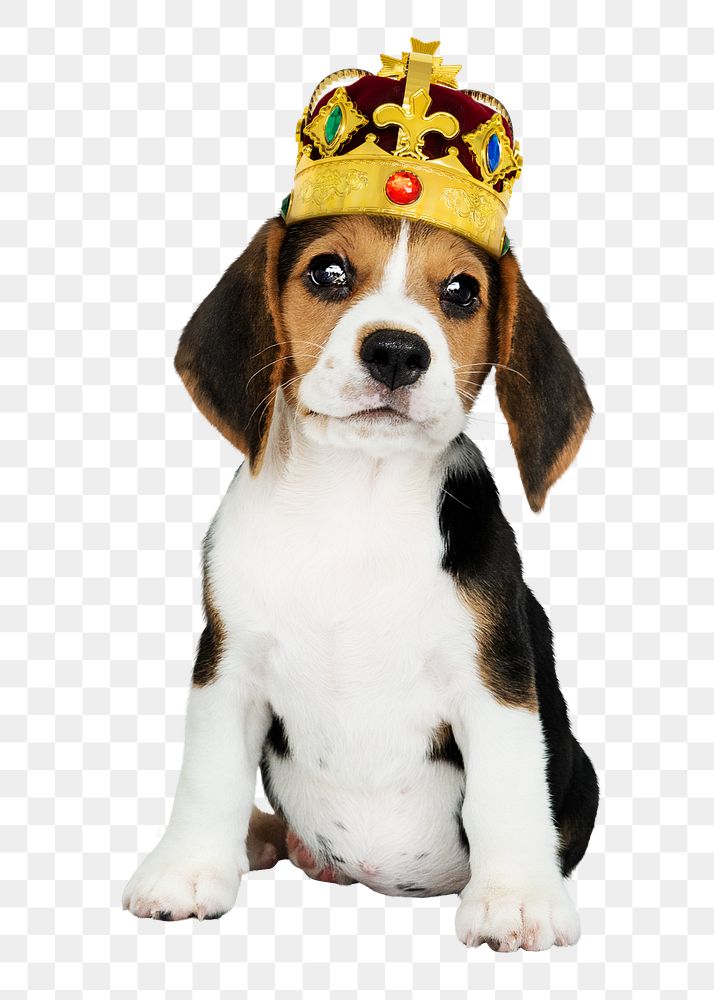 Puppy png, wearing crown sticker, cute collage element on transparent background