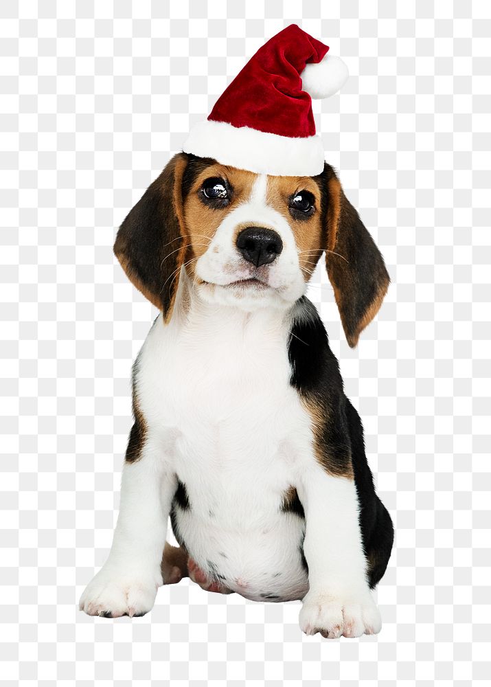 Christmas puppy png sticker, Beagle pet on transparent background