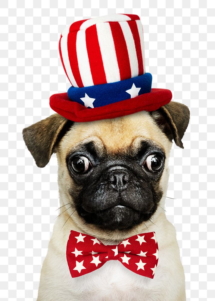 Uncle Sam png puppy sticker, pug pet on transparent background