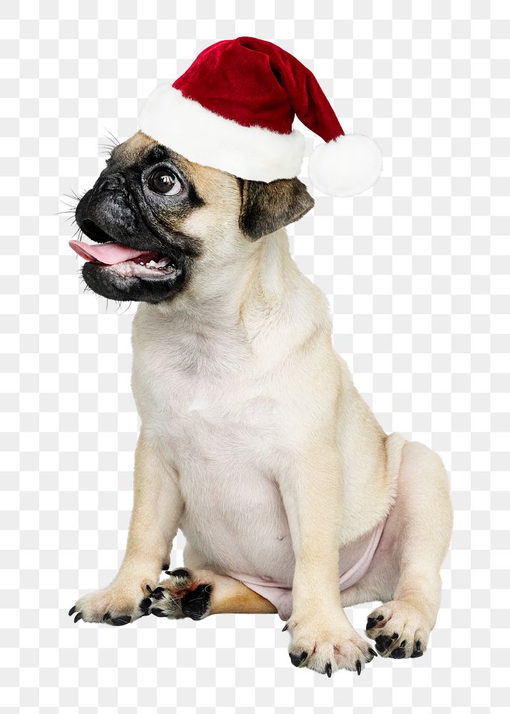 Christmas puppy png sticker, cute Pug on transparent background