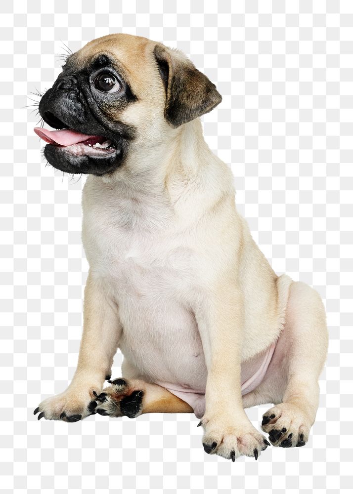 Pug puppy png sticker, cute animal on transparent background