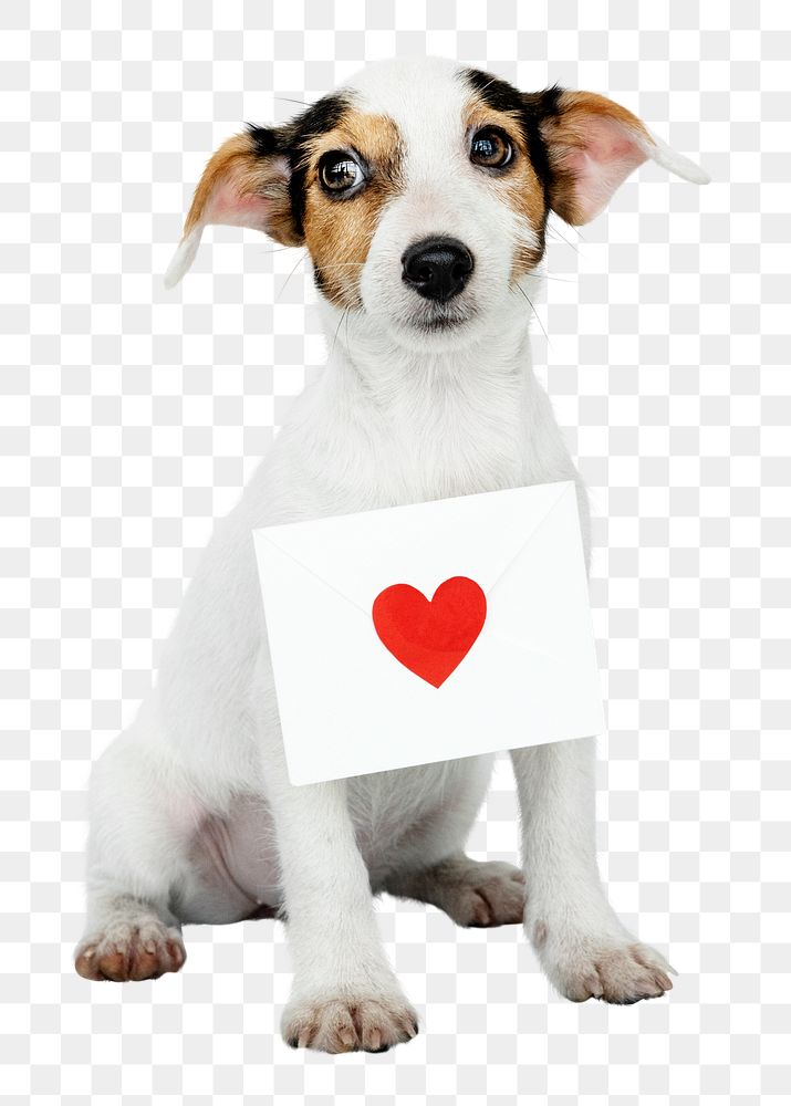 Valentine's puppy png sticker, Jack Russell Terrier on transparent background